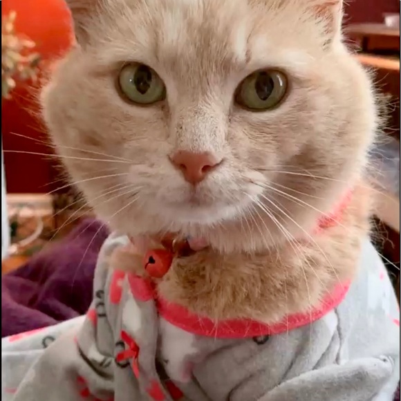 Meet your Posher, Lily - Picture 3 of 12